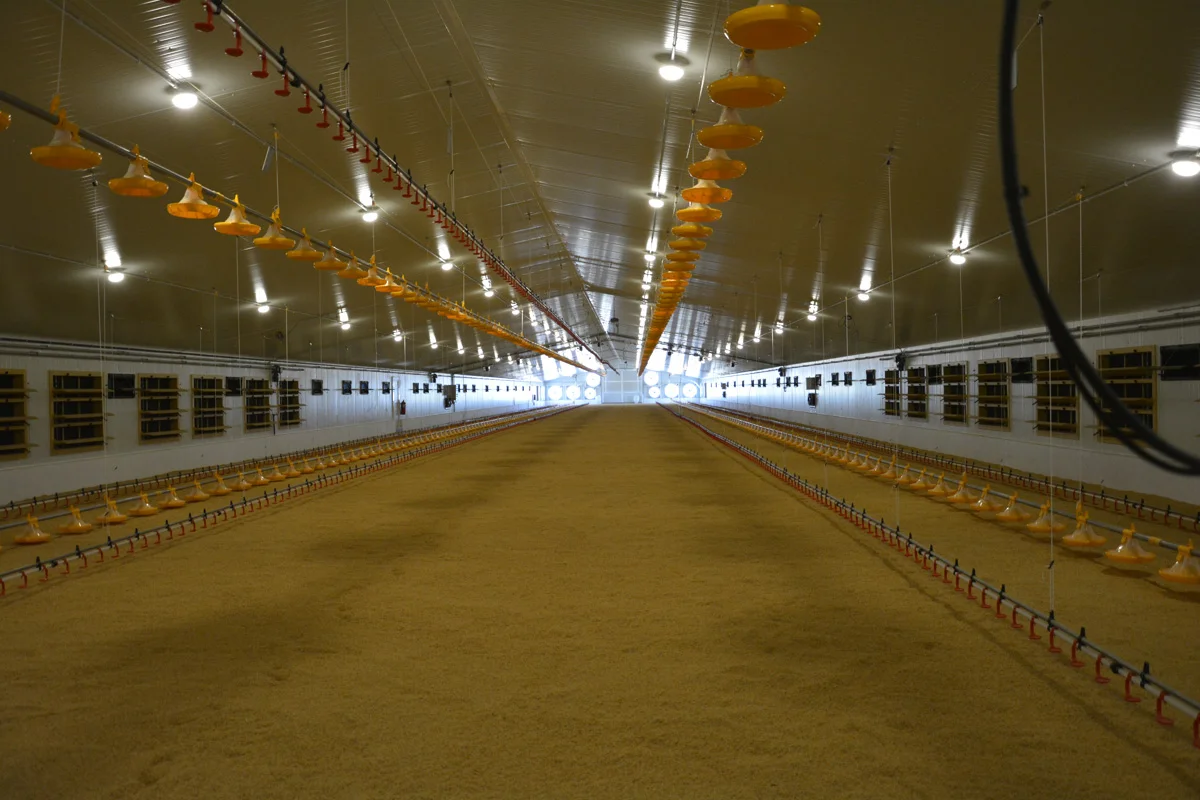 /images/solutions/livestock/nave-de-pollos-engorde-lorca-2022/nave-de-pollos-lorca-4.webp