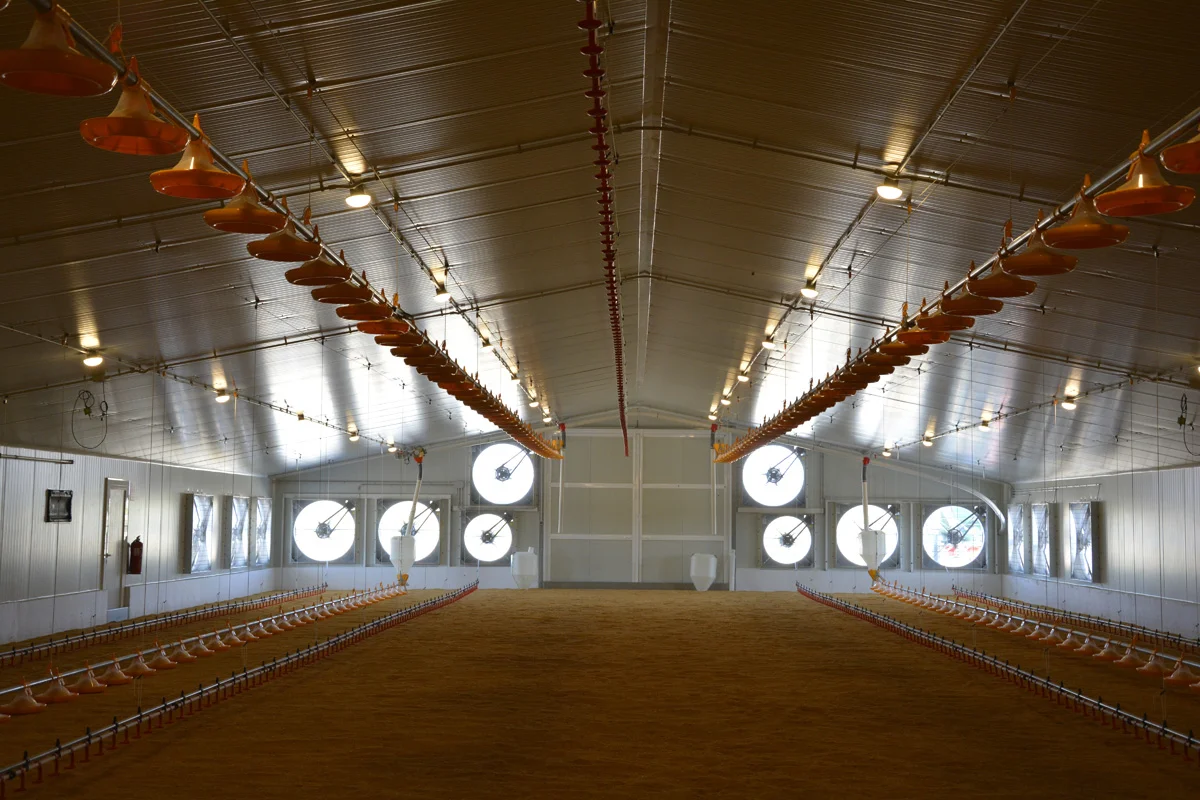 Nave de pollos de engorde en Lorca